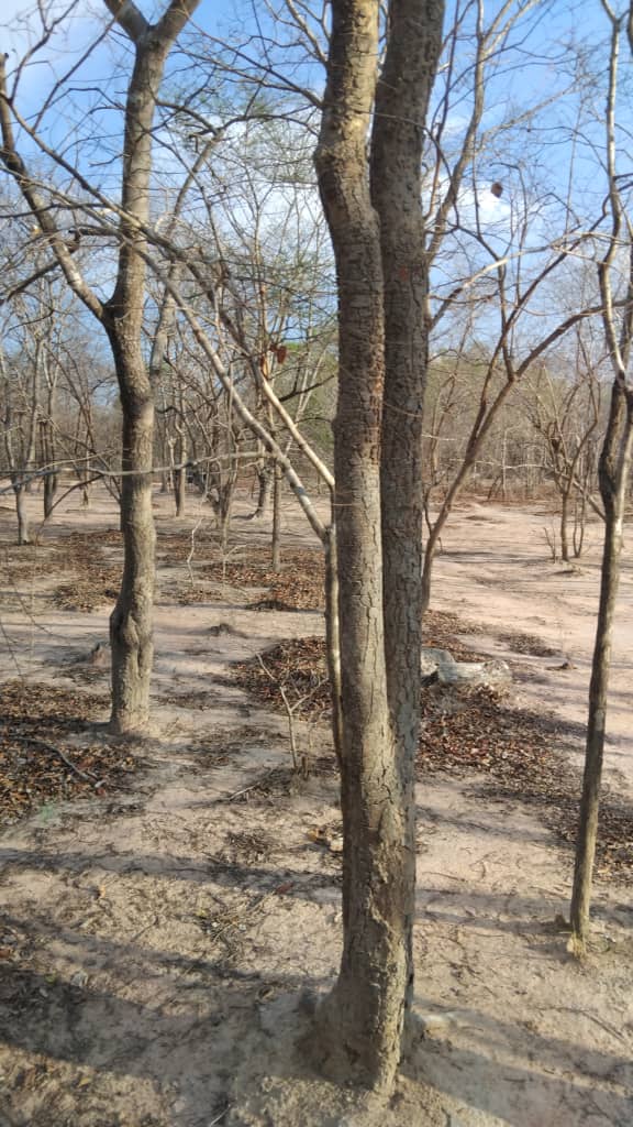 LAND FOR INVESTMENT AT MIKUMI JUST 5 MINUTES FROM THE GATE OF MIKUMI NATIONAL PARK